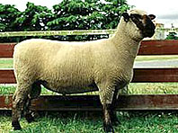 sheep-hampshire hampshire