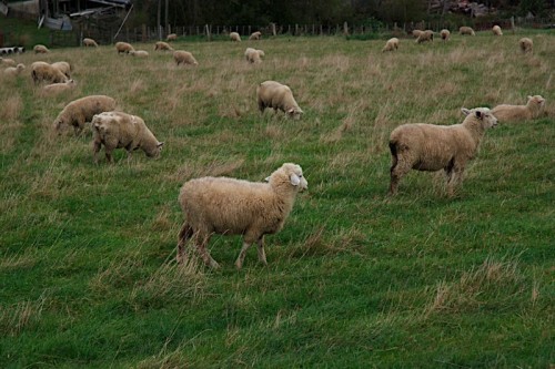 sheep-lead sheep-lead