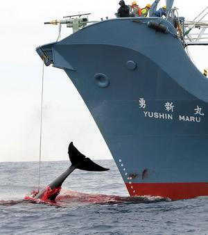 whale-whalekill