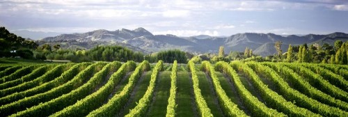 wine3-1gisborne