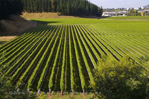 Photo of the Mission Estate Vineyard in Hawkes Bay