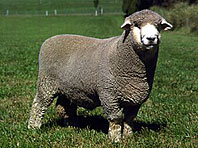sheep-corriedale corriedale