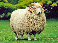 sheep-drysdale drysdale