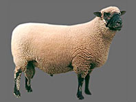 sheep-shropshire shropshire