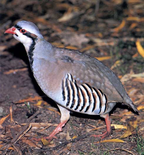 Fogoly