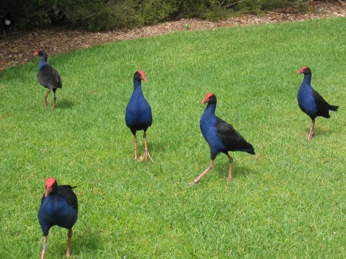 Pukeko